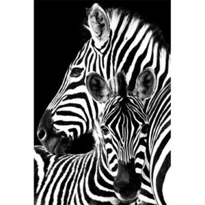 Plakát, Obraz - Zebra, (61 x 91.5 cm)