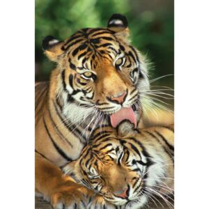 Plakát, Obraz - Tigers - mother's love, (61 x 91,5 cm)