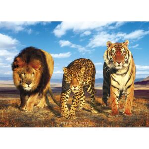 Plakát, Obraz - Wild cats - divoké kočky, (91,5 x 61 cm)