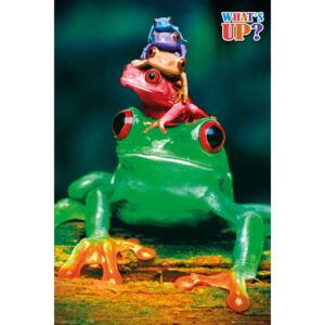 Plakát, Obraz - 5 frogs, (61 x 91,5 cm)