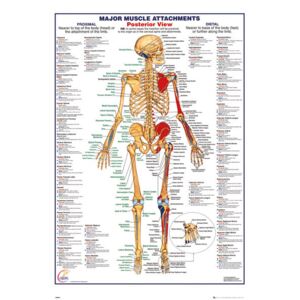 Plakát, Obraz - Lidské tělo - Major Muscle Attachments Posterior, (61 x 91,5 cm)