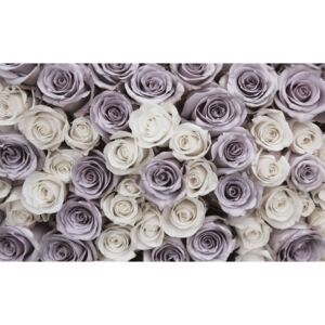 Fototapeta, Tapeta Květiny - Růže, fialovo bílé, (104 x 70.5 cm)