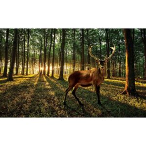 Fototapeta, Tapeta Příroda - Jelen v lese, (152.5 x 104 cm)