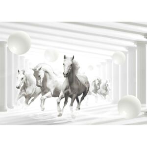 Fototapeta, Tapeta Bílý kůň - Černobílé, (104 x 70.5 cm)