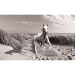 Fototapeta, Tapeta Bílý kůň na pláži, (208 x 146 cm)