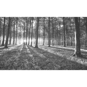 Fototapeta, Tapeta Černobílý les, stromy, (184 x 254 cm)