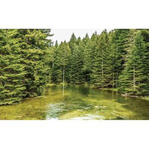 Fototapeta, Tapeta Příroda - Řeka v lese, (152.5 x 104 cm)