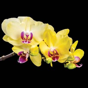 Fototapeta, Tapeta Květiny Orchidej, (416 x 254 cm)