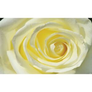 Fototapeta, Tapeta Žlutá růže, (104 x 70.5 cm)