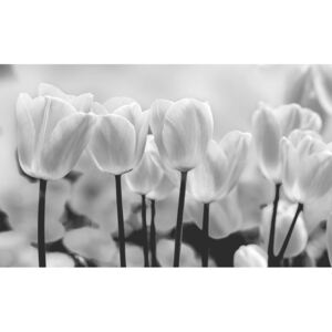 Fototapeta, Tapeta Květiny - tulipány, (104 x 70.5 cm)