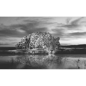 Fototapeta, Tapeta Černobílý leopard, (104 x 70.5 cm)
