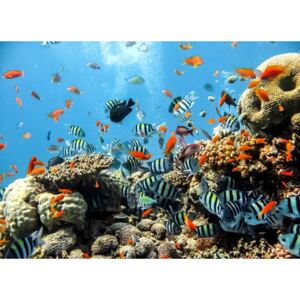 Fototapeta, Tapeta Podmořský svět, korály, barevné rybičky, (184 x 254 cm)