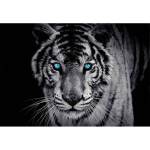 Fototapeta, Tapeta Zvíře tygr, (250 x 104 cm)