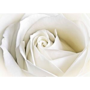 Fototapeta, Tapeta Květiny, bílá růže, (152.5 x 104 cm)