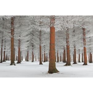 Umělecká fotografie magical forest, Dragisa Petrovic