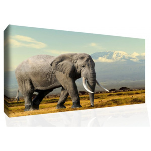 InSmile Obraz na plátně - slon u hor 90x60 cm