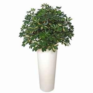 ILA Umělá rostlina Schefflera (80cm)