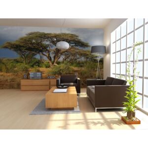 Fototapeta - strom v Keňi (150x116 cm) - Murando DeLuxe