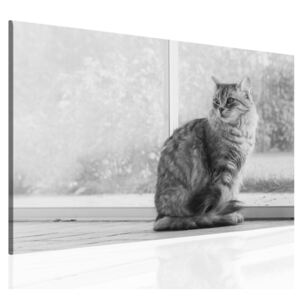Obraz na plátně - kočka (60x40 cm) - InSmile ®