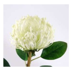 Animadecor Umělá květina - Africká protea bílá