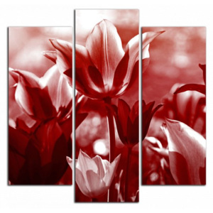 Červené tulipány C4384CS