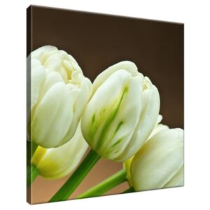 Obraz na plátně Okouzlující bílé tulipány 30x30cm 1257A_1AI