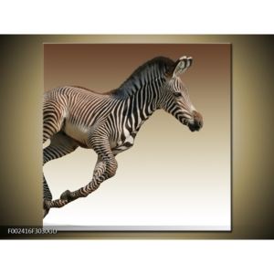 Obraz běžící zebry (F002416F3030GD)