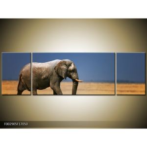 Obraz slona v savaně (F002905F17050)
