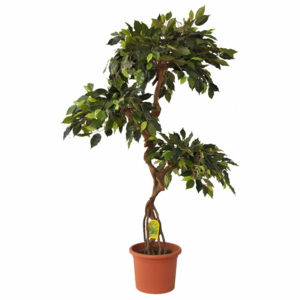 EverGreen Ficus kmen "8" výška 140 cm v květináči