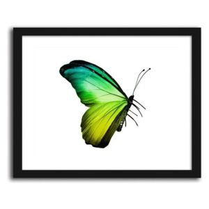 CARO Obraz v rámu - Green And Blue Butterfly 50x40 cm