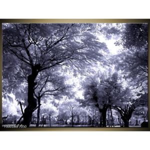 Černobílý obraz stromů (70x50 cm)