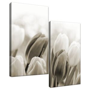 Obraz na plátně Jemné bezbarvé tulipány 60x60cm 2126A_2A