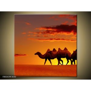 Obraz velbloudů na poušti (F002639F3030)