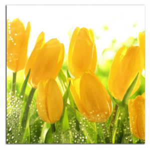 Žluté tulipány C3041AS