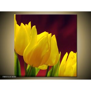 Obraz žlutých tulipánů (F001511F3030)