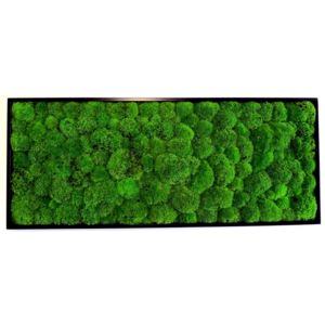 Mechdekor Obraz Kopečkový mech světle zelený – 136x56cm černý tenký rám