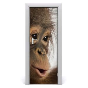 Samolepící fototapeta na dveře Mladý orangután