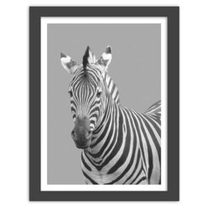 CARO Obraz v rámu - Zebra In Black And White 30x40 cm Černá