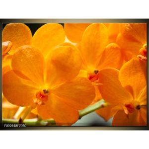 Obraz oranžové květiny (F002648F7050)