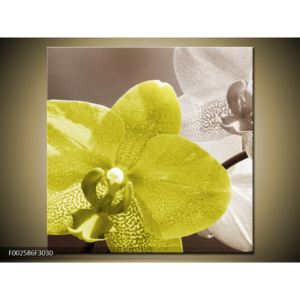 Obraz žlutého květu orchideje (F002586F3030)