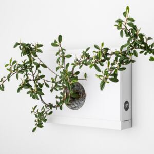 Ortisgreen Obraz z živých rostlin Artkami centro neosázený, bílá