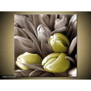 Obraz tří žlutozelených tulipánů (F002755F3030)