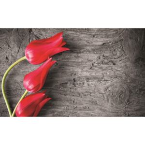 Postershop Fototapeta: Červené tulipány - 184x254 cm
