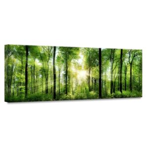Obraz Styler Glasspik Nature Sunlight, 50 x 125 cm