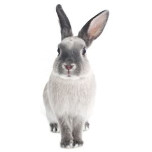 Nástěnná samolepka Dekornik Rabbit Harry, 37 x 80 cm