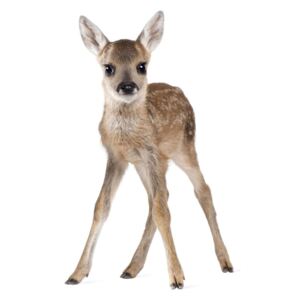 Nástěnná samolepka Dekornik Deer Lucy, 55 x 88 cm