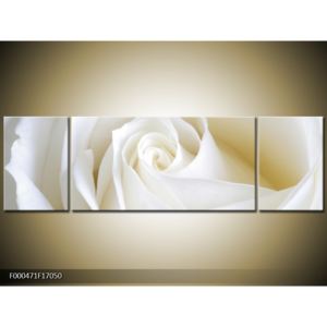 Obraz bílé růže (F000471F17050)