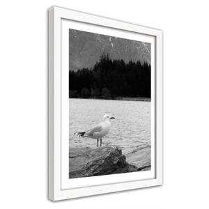 CARO Obraz v rámu - Seagull On A Rock 40x50 cm Bílá