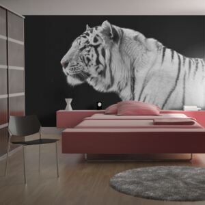 Fototapeta Bimago - White tiger 200x154 cm