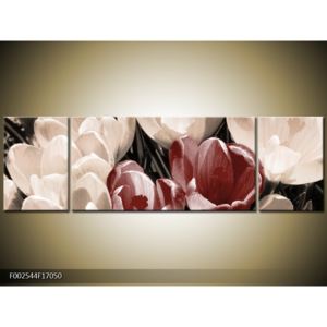 Obraz rozkvetlých tulipánů - červená bílá (F002544F17050)